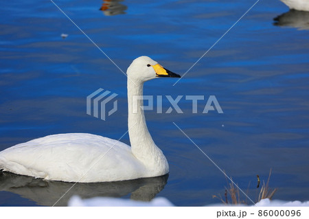 千歳川の自然　白鳥　ハクチョウ 86000096
