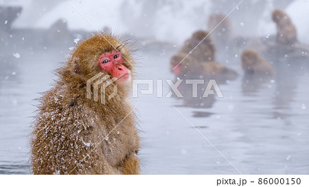 地獄谷野猿公苑の猿（スノーモンキー） 86000150