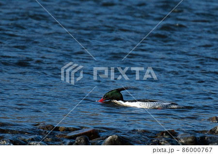 珍しく関西の川に飛来したコウライアイサ 86000767