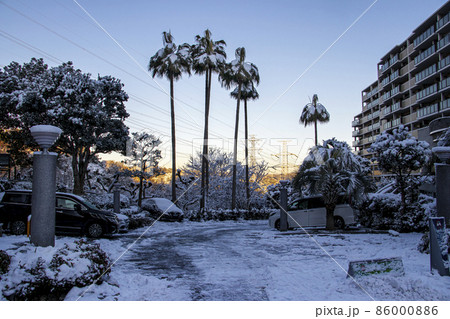 マンションのヤシの木に積もった雪 マンションのヤシの木に積もった雪 86000886