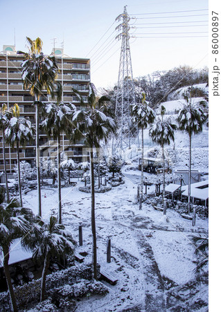 マンションのヤシの木に積もった雪 86000897