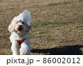 ドッグランで犬服を着て遊ぶオーストラリアンラブラドゥードル 86002012
