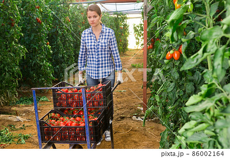 Woman carries on wheelbarrow plastic boxes with harvest of tomatoes Woman carries on wheelbarrow plastic boxes with harvest of tomatoes 86002164