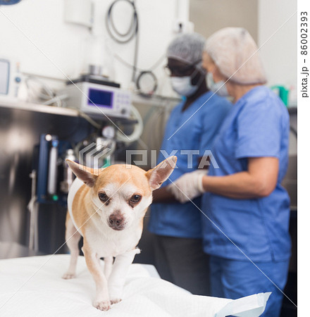 Dog on the operating table and doctor in a veterinary clinic Dog on the operating table and doctor in a veterinary clinic 86002393