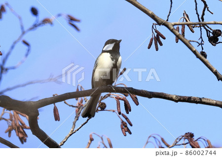 野鳥　シジュウカラ 86002744