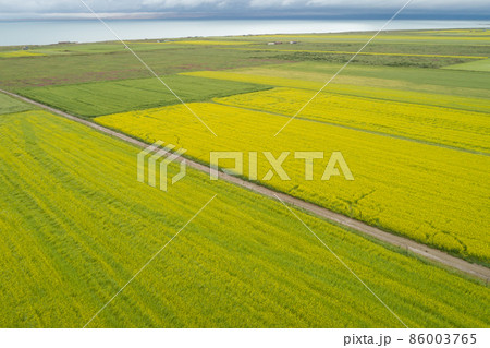 Aerial view of yellow cole flowers flowering in the lakeside of qinghai lake,China 86003765
