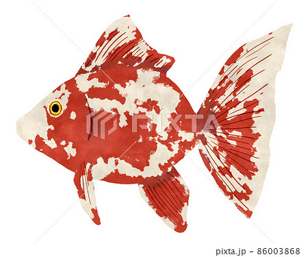 水彩調の横向きの赤と白の金魚のイラストのイラスト素材