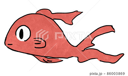 水彩調の横向きの赤い金魚のイラスト 86003869