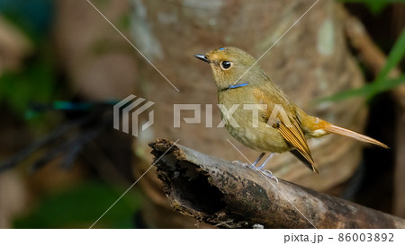 Female Rufous-bellied Niltava perching on a perch Female Rufous-bellied Niltava perching on a perch 86003892