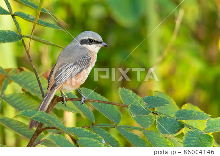Grey-backed Shrike perching on a perch Grey-backed Shrike perching on a perch 86004146