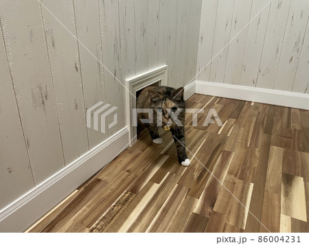 ペットドアを通る猫 ペットドアを通る猫 86004231