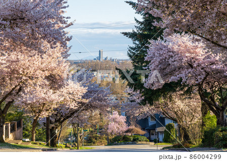 春のバーナビー市 街並み 満開の桜並木 ブリティッシュコロンビア州 カナダ 86004299
