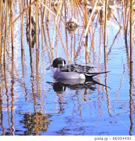 冬時蓮池中の鴨　＊正方形構図 86004492