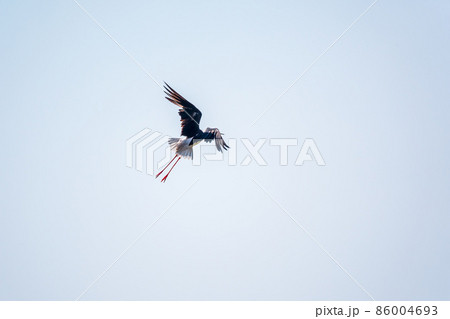 Water bird black-winged stilt flying in the blue sky. 86004693