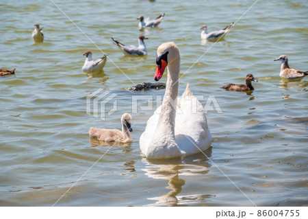 A female mute swan, Cygnus olor, swimming on a lake with its new born baby cygnets. Mute swan protects its small offspring. Gray, fluffy new born baby cygnets. A female mute swan, Cygnus olor, swimming on a lake with its new born baby cygnets. Mute swan protects its small offspring. Gray, fluffy new born baby cygnets. 86004755
