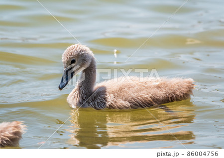 Beautiful baby cygnet mute swan fluffy grey and white chicks. Springtime new born wild swans birds in pond. Young swans swmming in a lake. Beautiful baby cygnet mute swan fluffy grey and white chicks. Springtime new born wild swans birds in pond. Young swans swmming in a lake. 86004756