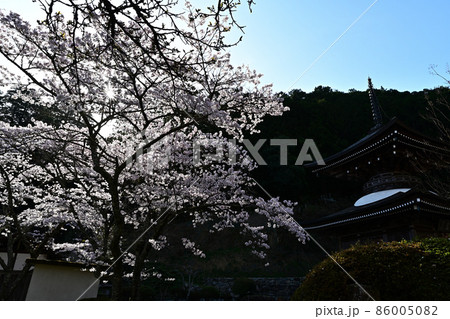 宇土観音弘誓寺の桜 宇土観音弘誓寺の桜 86005082