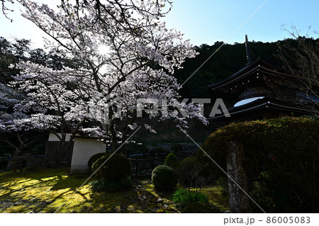 宇土観音弘誓寺の桜 86005083