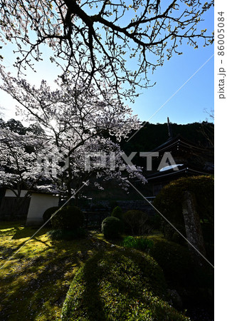 宇土観音弘誓寺の桜 宇土観音弘誓寺の桜 86005084
