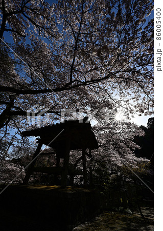 宇土観音弘誓寺の桜 86005400