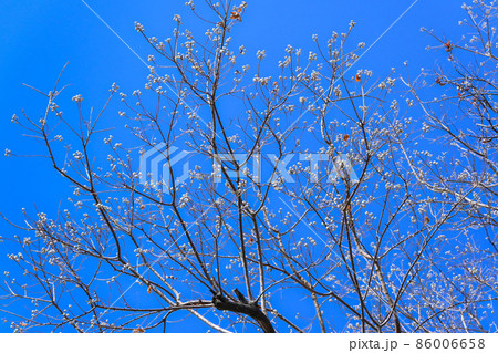 ナンキンハゼの木 86006658