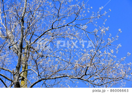 ナンキンハゼの白い実 86006663