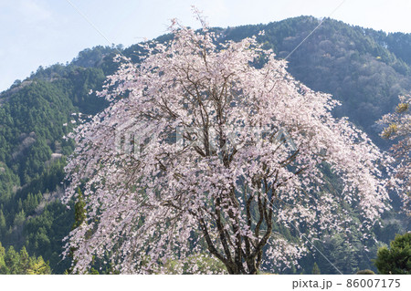 枝垂れ桜 枝垂れ桜 86007175