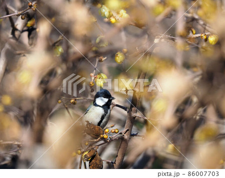 ロウバイの枝に止まるシジュウカラ 86007703