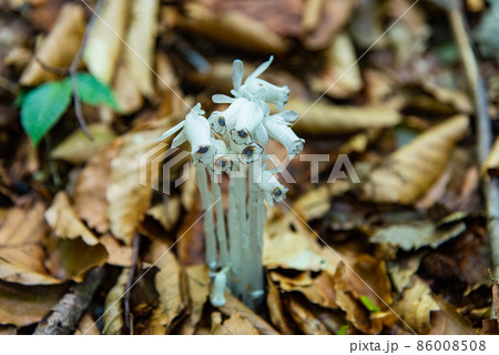 ギンリョウソウ 86008508