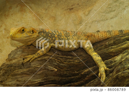 Closeup on an adult yellow colored Painted dragon lizard, Laudakia stellio laying under a heathing lamp in a terrarium Closeup on an adult yellow colored Painted dragon lizard, Laudakia stellio laying under a heathing lamp in a terrarium 86008789