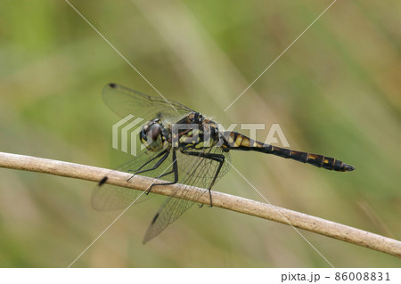 Closeup on a Black Meadowhawk darter dragonfly,Sympetrum danae, haning with open wings in the vegetation 86008831