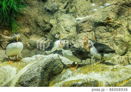 Small Atlantic puffins on the rocks in Loro Parque, Tenerife 86008936