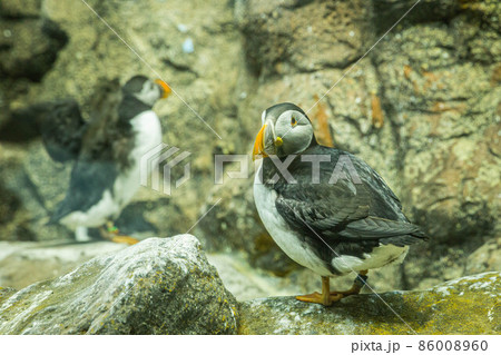Small Atlantic puffins on the rocks in Loro Parque, Tenerife 86008960