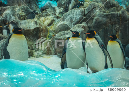 A flock of penguins on the rocks in Loro Parque, Tenerife 86009060