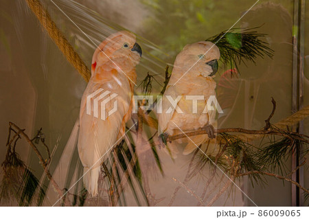 Two large pink parrots on a branch in Loro Parque, Tenerife 86009065