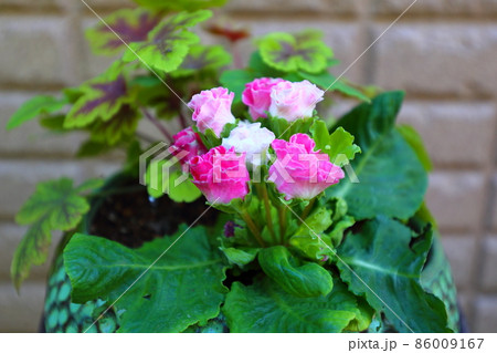 鉢植え 鉢植え 86009167