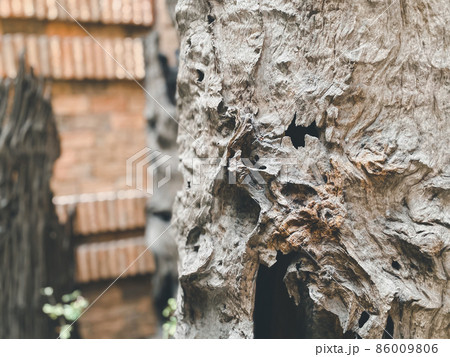 Nature garden or park decorated with natural wood Nature garden or park decorated with natural wood 86009806