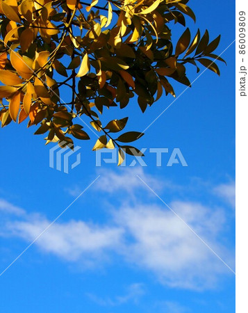 冬空と朝日を浴びたナギの枝（青空と黄色い梛の葉っぱ） 86009809
