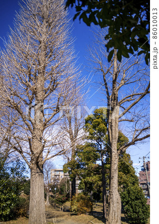 寒い冬の晴れた日、葉が落ちて裸になった銀杏の木 86010013