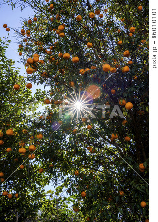 寒い冬の朝、蜜柑の木の葉の隙間に輝く日の光 86010101