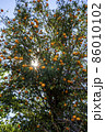 寒い冬の朝、蜜柑の木の葉の隙間に輝く日の光 86010102