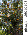 寒い冬の朝、蜜柑の木の葉の隙間に輝く日の光 86010103