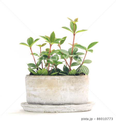 ペペロミア・プテオラタの植え込み 86010773