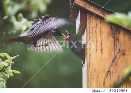 birds and birdhouse - adult starling (parent) feeding the offspring birds and birdhouse - adult starling (parent) feeding the offspring 86010963