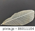 透けている葉脈標本とコピースペース 86011104