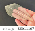 手に持った透けている葉脈標本 86011107