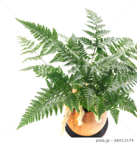観葉植物、トキワシノブの葉【白背景】 86011574