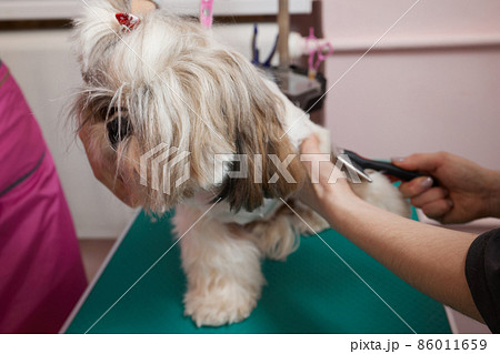 Female groomer brushing Shih Tzu at grooming salon. Female groomer brushing Shih Tzu at grooming salon. 86011659