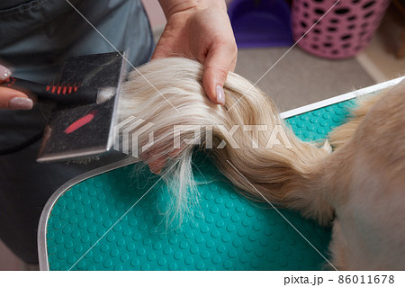 Female groomer brushing Shih Tzu at grooming salon. Female groomer brushing Shih Tzu at grooming salon. 86011678