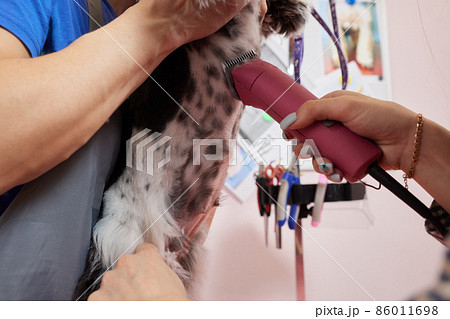 Female groomer brushing Shih Tzu at grooming salon. 86011698